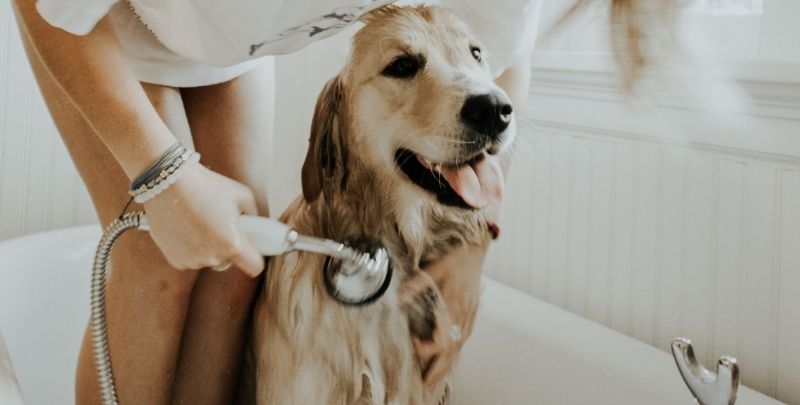 woman washing dog with handheld shower head